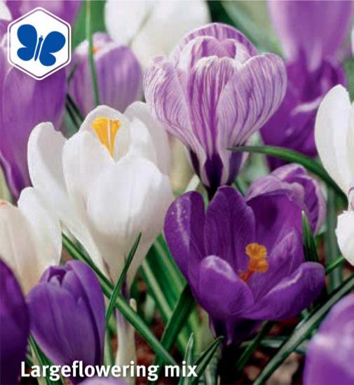 Crocus Largeflowering Mix