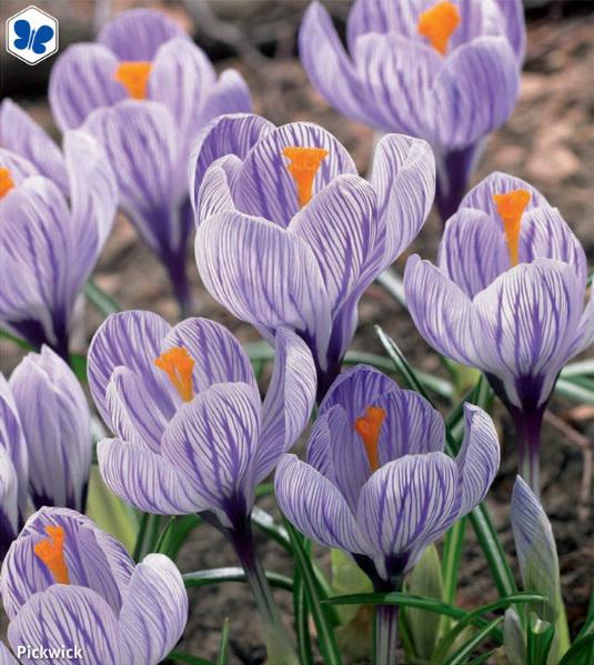 Crocus Pickwick