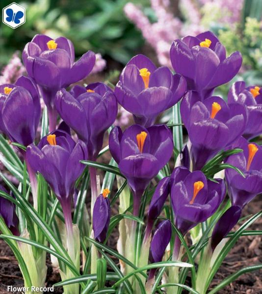 Crocus Flower Record