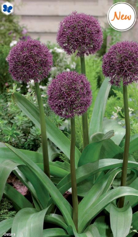 Allium Ostara