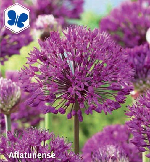 Allium Aflatunense