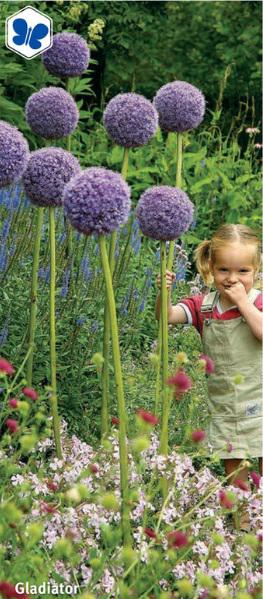 Allium Gladiator