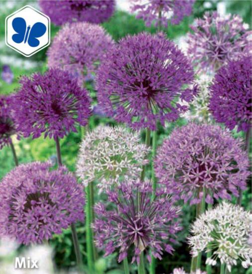 Allium Mix