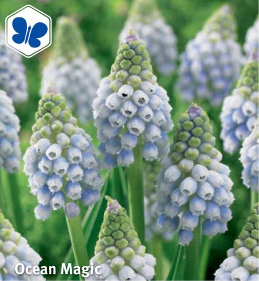 Muscari aucheri Ocean Magic, 15 stk.