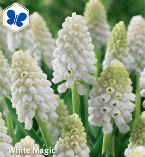 Muscari auc. White Magic