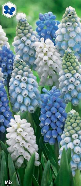 Muscari Mix