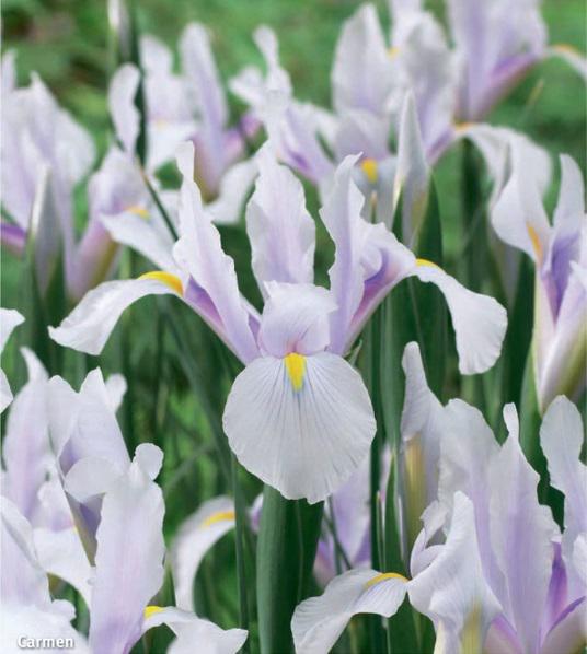 Iris Hollandica Carmen