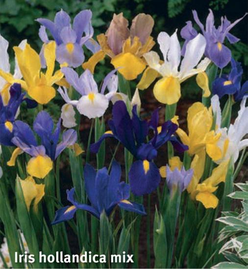 Iris Hollandica Mix