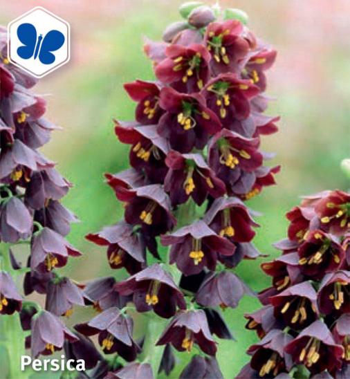 Fritillaria persica