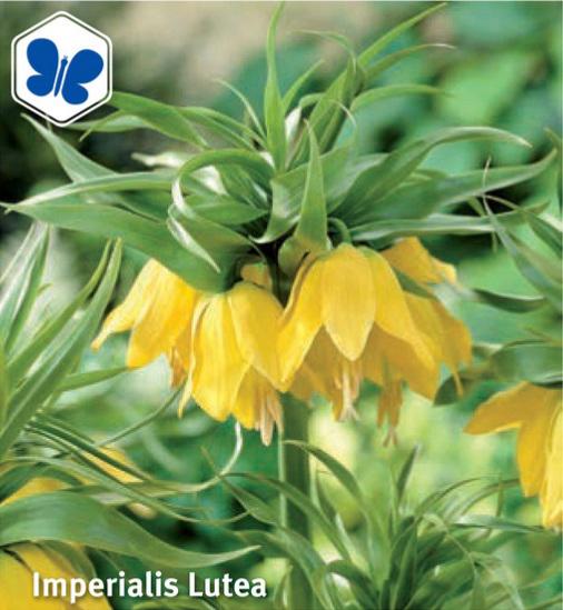 Fritillaria imperiales Lutea