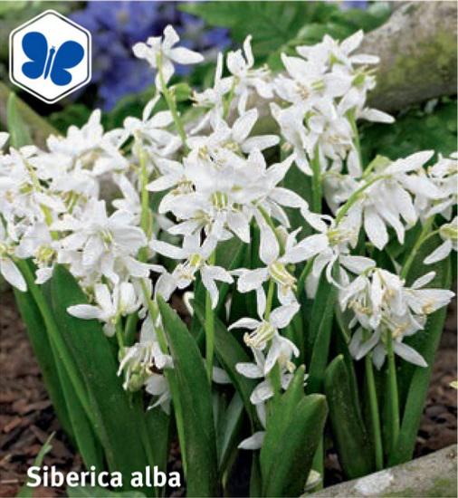 Scilla siberica Alba