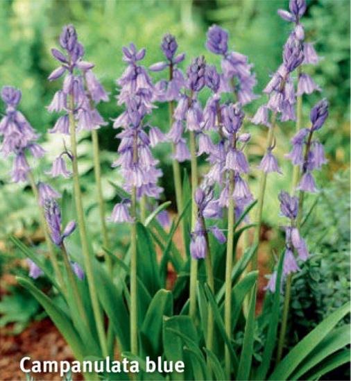 Scilla campanulata Blue