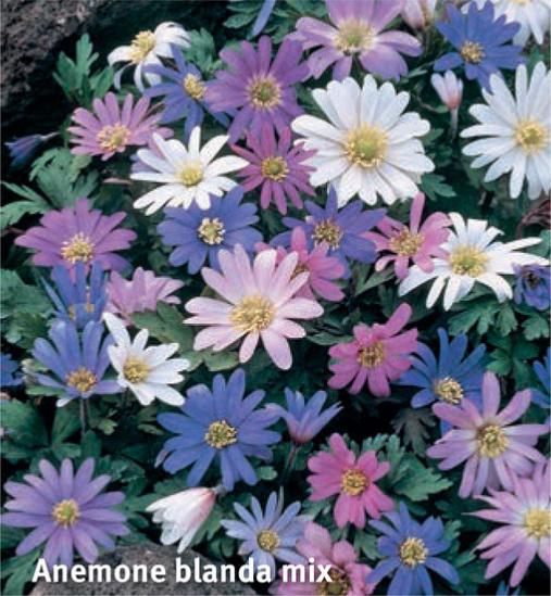 Anemone blanda Mix