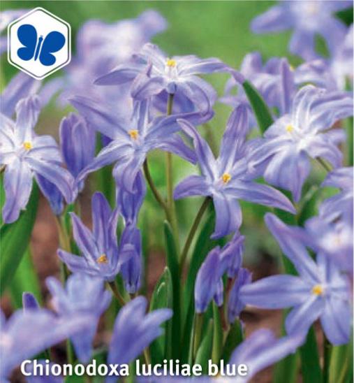 Chionodoxa luciliae Blue