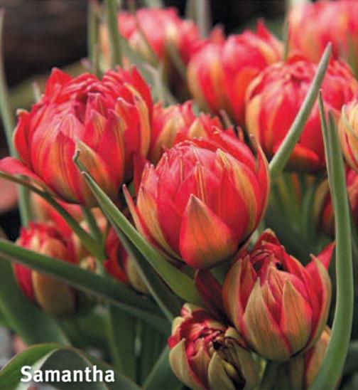 Tulipa Samantha