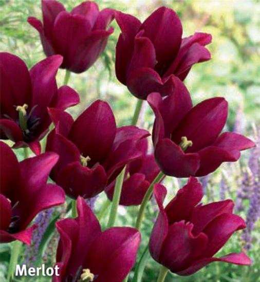 Tulipa Merlot