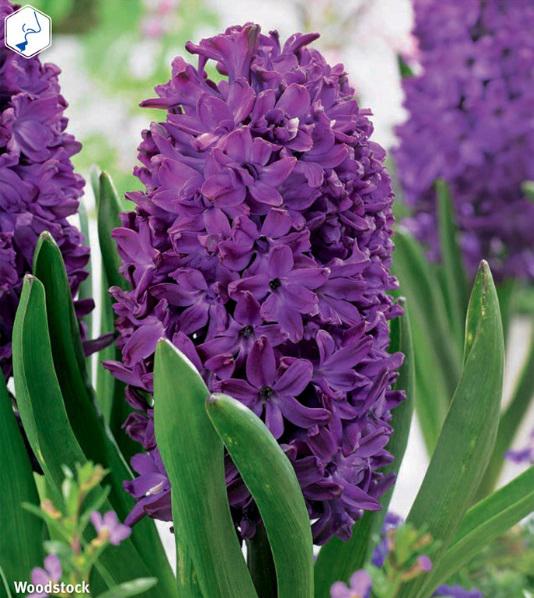 Hyacinthus Woodstock