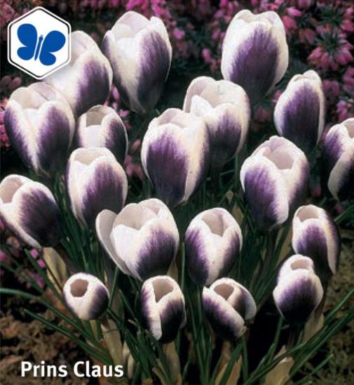 Crocus Prince Claus