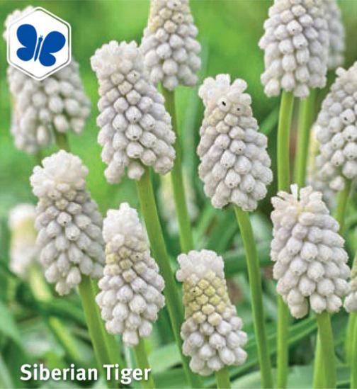 Muscari Siberian Tiger, 15 stk.