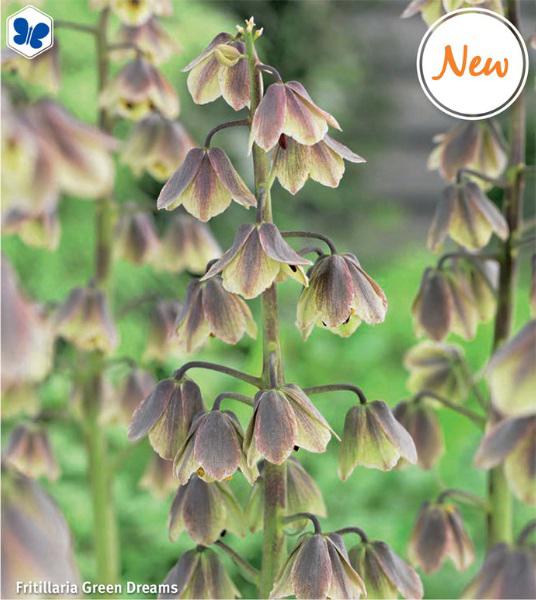 Fritillaria Green Dreams