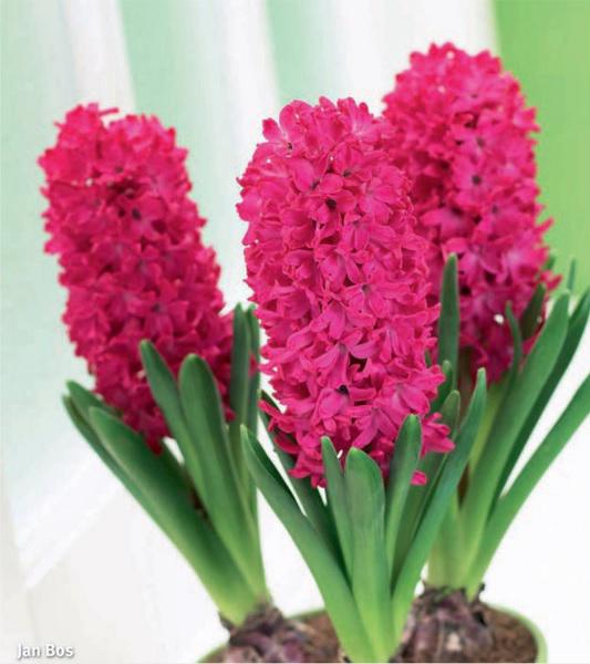 Hyacinthus Prep. Jan Bos