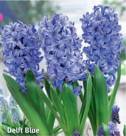 Hyacinthus Prep. Delft Blue