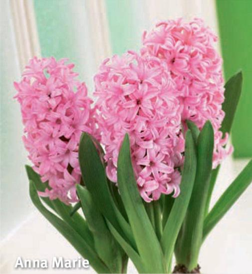 Hyacinthus Prep. Anna Marie