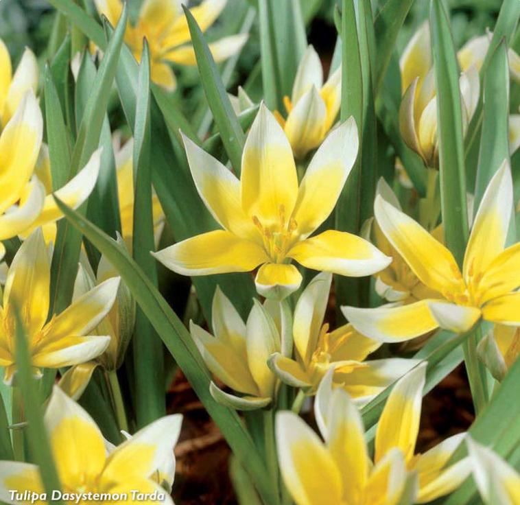 Tulipa Dasystemon Tarda