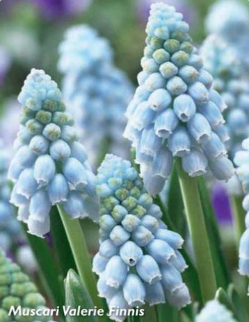 Muscari arm. Valerie Finnis