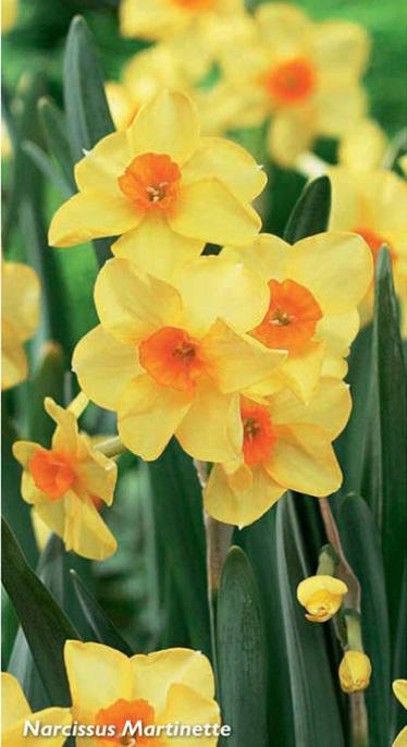 Narcissus Martinette, 5 stk.