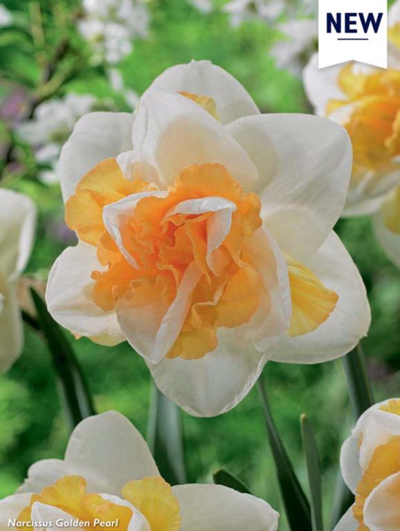 Narcissus Golden Pearl