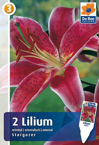 Lilium Stargazer