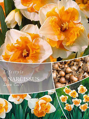 Narcissus Love Call