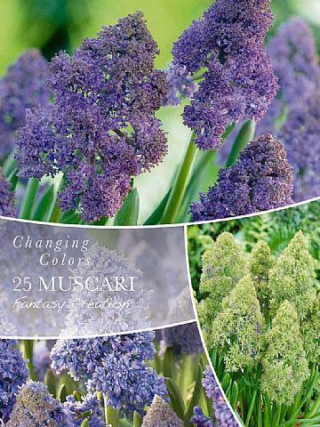 Muscari Fantasy Creation