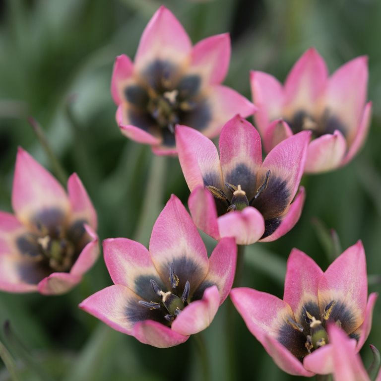 Tulipa Danique, 10 stk.