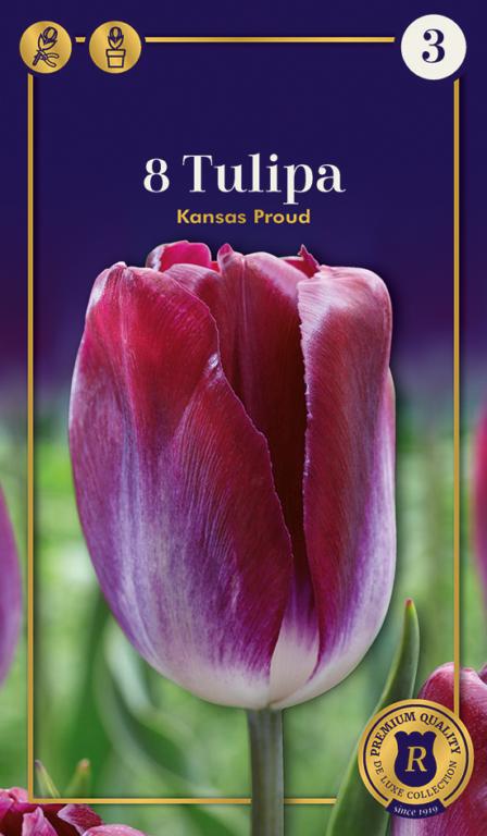 Tulipa Kansas Proud