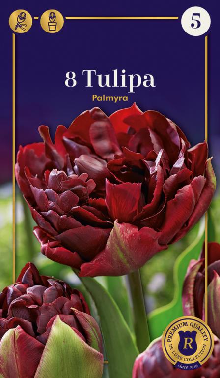 Tulipan Palmyra