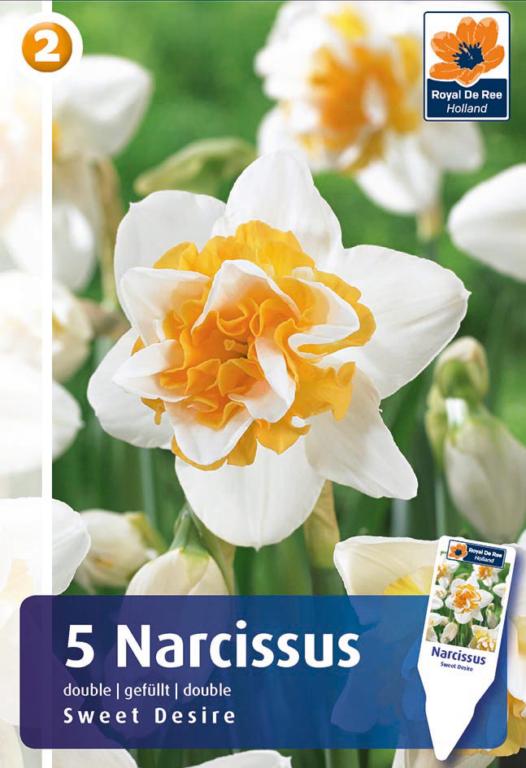 Narcissus Sweet Desire