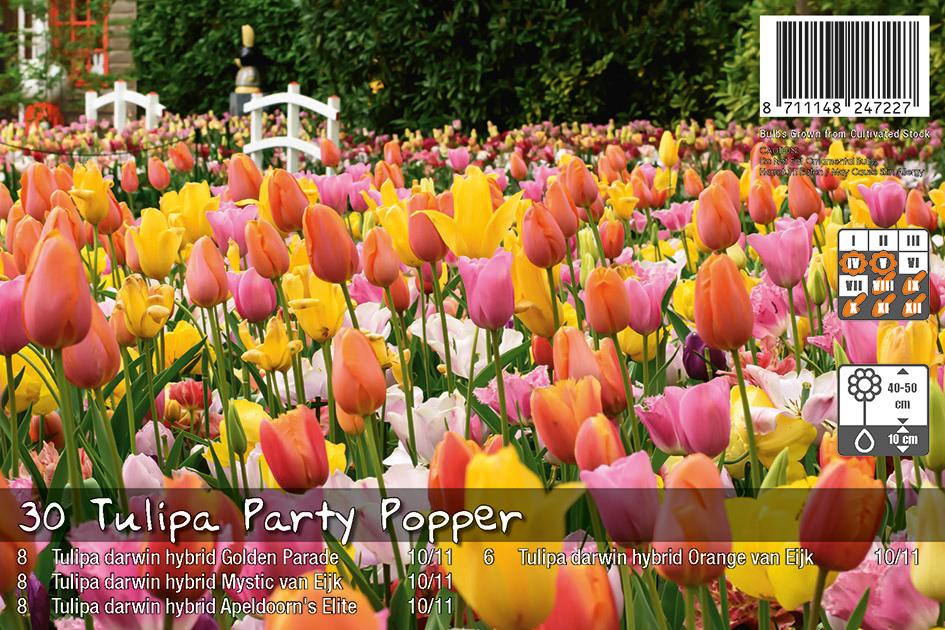 Tulipa Party Popper