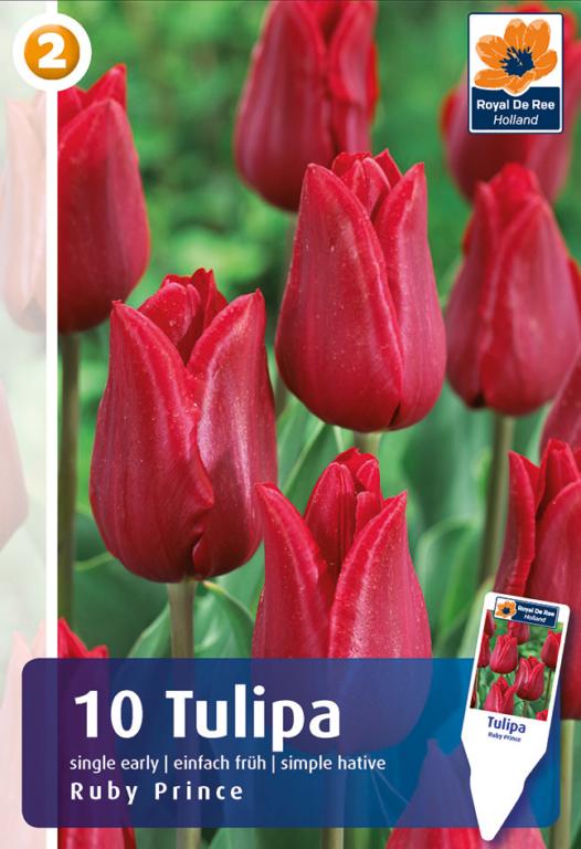 Tulipa Ruby Prince