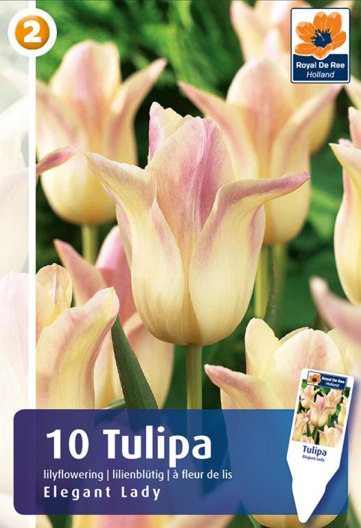 Tulipa Elegant Lady