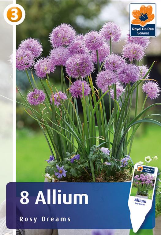 Allium Rosy Dreams