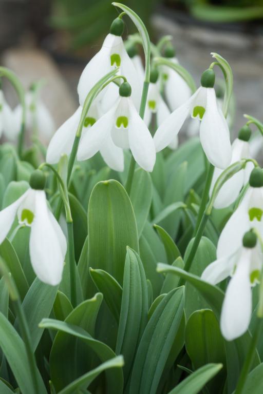 Galanthus Mount Everest