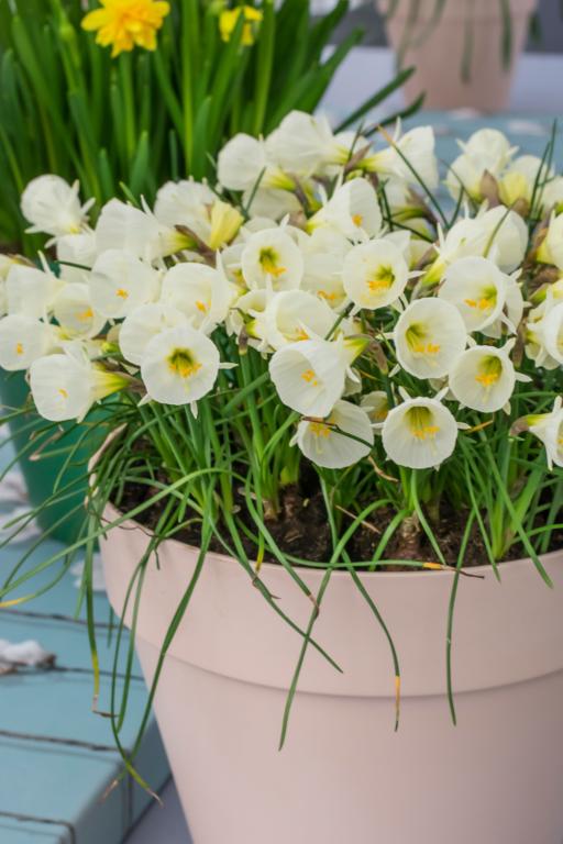 Narcissus Arctic Bells