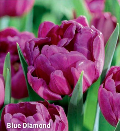 Tulipa Blue Diamond, 10 stk.