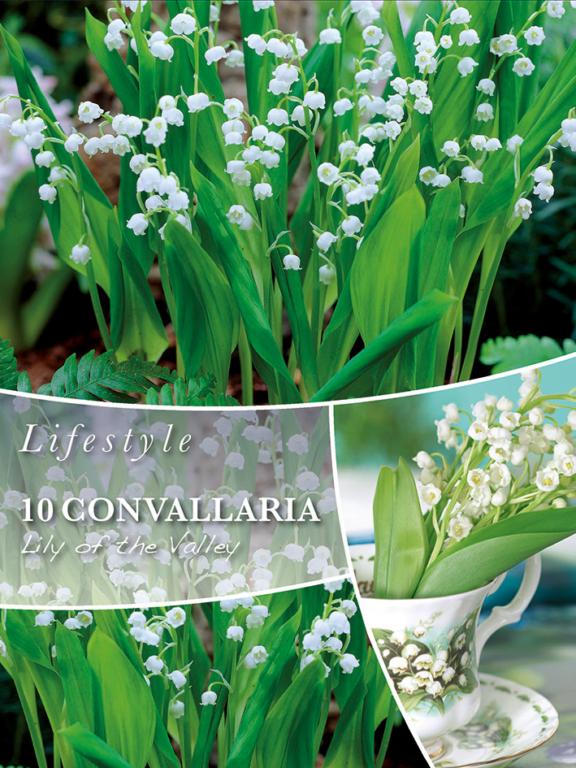 Convallaria Lilly of the Valley