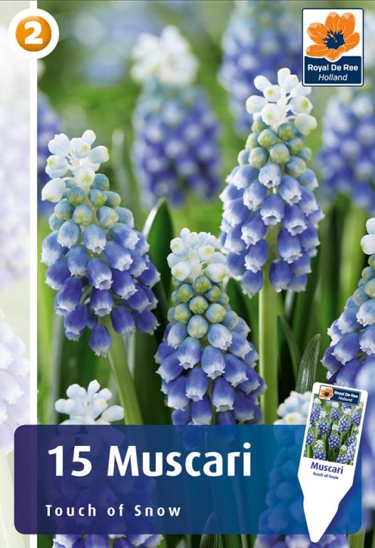 Muscari Touch Of Snow, 15 stk.