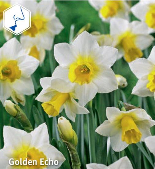 Narcissus Golden Echo, 10 stk.