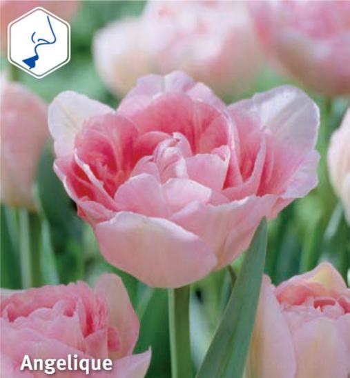 Tulipa Angelique, 10 stk.