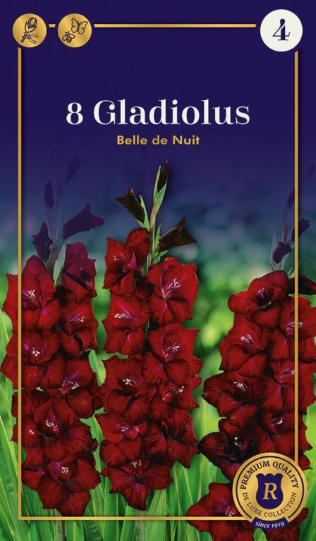 Gladiolus Belle De Nuit